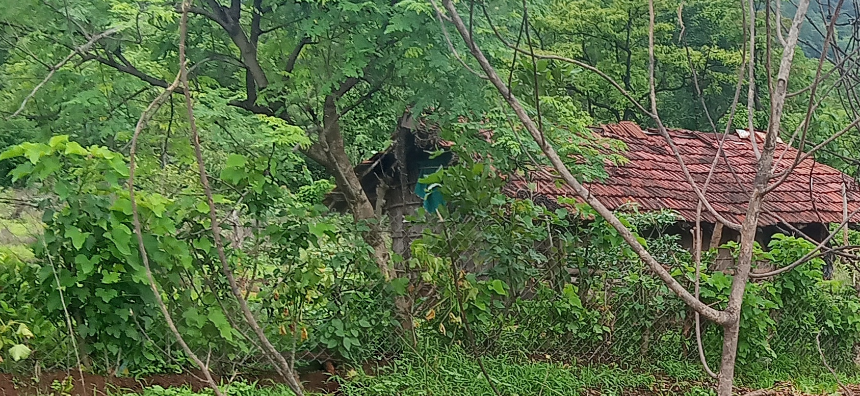 living fence
